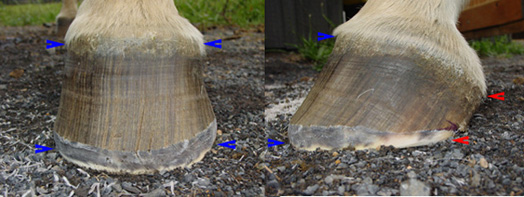 Hoof balance after a trim. Hoof balance after a trim.