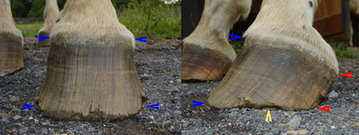 Hoof balance inan overgrown hoof. Hoof balance inan overgrown hoof.