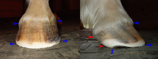 Flared hoof after a trim