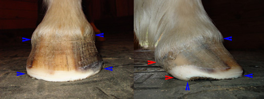 Flared hoof after a trim Flared hoof after a trim