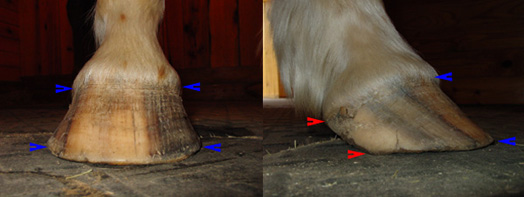 Flared hoof Flared hoof