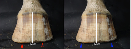 Seeing hoof balance Seeing hoof balance