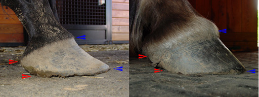 Dishing of the hoof wall Dishing of the hoof wall