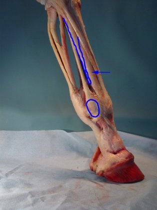 Equine Distal Limb Anatomy