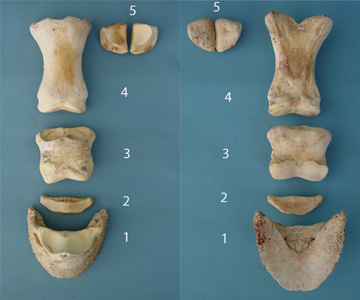 Hoof Anatomy and Bones of the Lower Leg