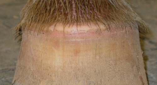 Hoof Bruises