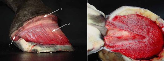 Hoof Anatomy within the Hoof Capsule