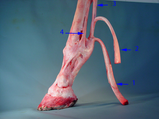 Equine Distal Limb Anatomy
