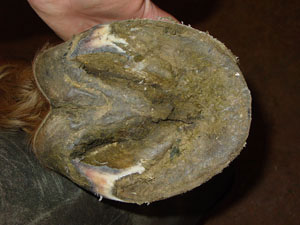 Hoof bruise on the heel buttress Hoof bruise on the heel buttress