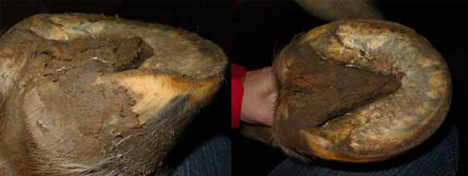 The bottom of the hoof