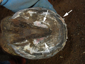 Hoof bruise on the sole Hoof bruise on the sole