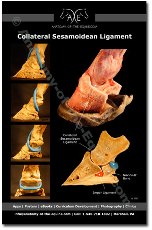 Anatomy Postcards