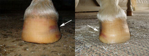 Most hoof wall bruises are seen above a flare. Most hoof wall bruises are seen above a flare.