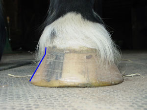 Here you can see the flare on this hoof.