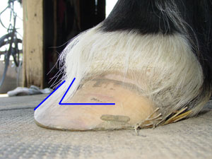 I imagine his coffin bone is not in-line with the hoof wall. I imagine his coffin bone is not in-line with the hoof wall.