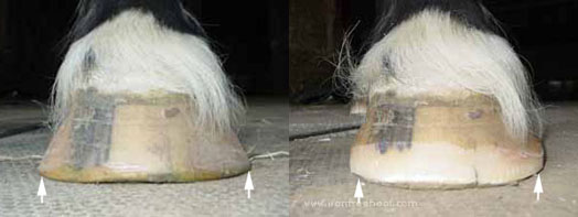 I need to bring weight-bearing in on this hoof. I need to bring weight-bearing in on this hoof.