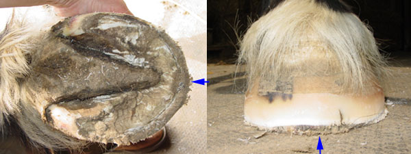 Stretched white line on a flared flat hoof