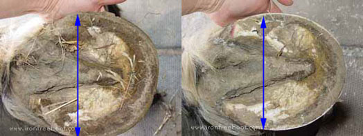 Decrease the weight-bearing width of a flared flat hoof Decrease the weight-bearing width of a flared flat hoof