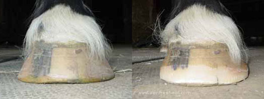 A flared flat hoof.  This hoof is balanced but really wide.