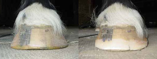 A flared flat hoof. This hoof is balanced but really wide. A flared flat hoof. This hoof is balanced but really wide.