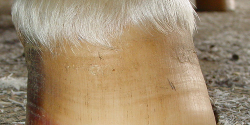 a healthy white hoof doesn't give the impression you can see through it a healthy white hoof doesn't give the impression you can see through it