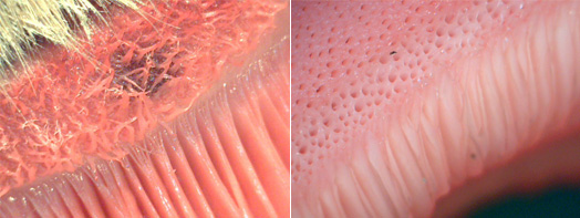 Papillae of the coronary band and the holes on the coronary groove.