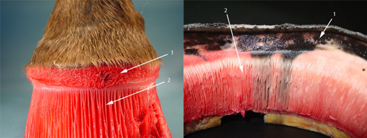 The coronary band, lamina and coronary groove of the hoof.