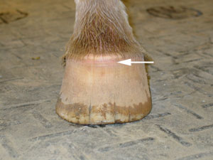 hoof wall bruise near the coronary band