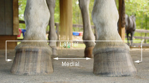 Medial and Lateral sides of the hoof Medial and Lateral sides of the hoof