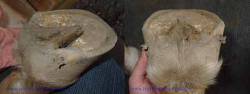 Looking at concavity of the hoof Looking at concavity of the hoof