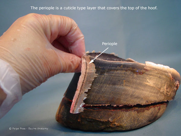 Periople details