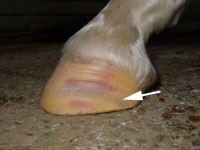 sign of imbalance in the hoof