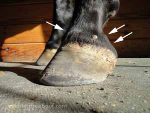 The lateral cartilages on this tall hoof look pushed up. The lateral cartilages on this tall hoof look pushed up.