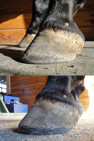 Tall hoof seen from the side.