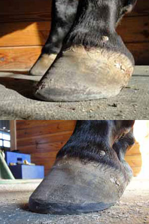 Tall hoof seen from the side. Tall hoof seen from the side.