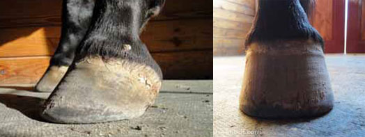 Tall hoof on an Andalusian Mare Tall hoof on an Andalusian Mare