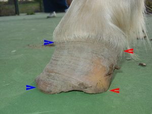 Hoof with very high heels Hoof with very high heels