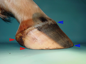 In healthy, well proportioned hooves, the hoof wall tapers from the toe to the heels.