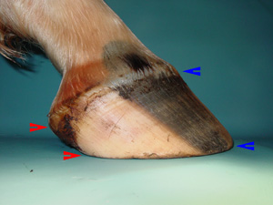 In healthy, well proportioned hooves, the hoof wall tapers from the toe to the heels. In healthy, well proportioned hooves, the hoof wall tapers from the toe to the heels.