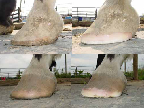 Trim laminitic hooves frequently and lightly.