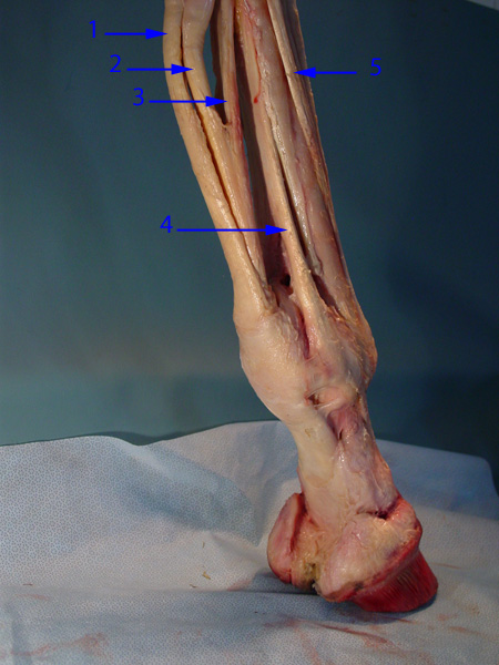 Equine Distal Limb Anatomy