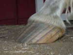 A hoof with a long toe and under-run heel.