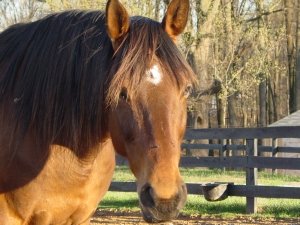 Lilly's Hoof Abscess Story