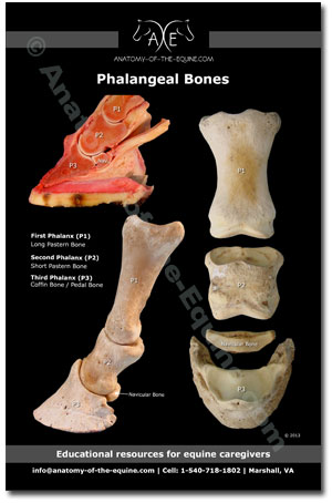 Phalangeal bones postcard