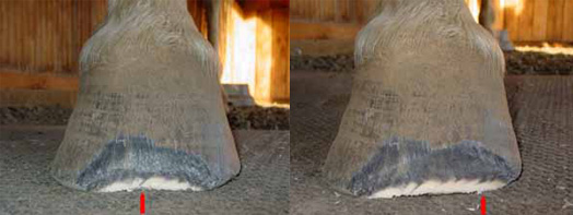Adjust hoof wall length with a mustang roll