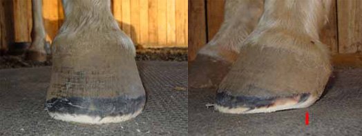 Natural hoof care for horses using a nice mustang roll