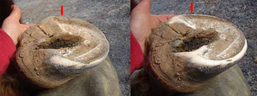 Natural hoof care for horses lowering the walls