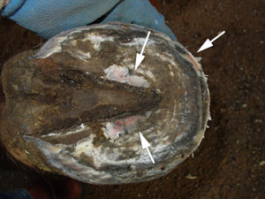 Hoof bruise on the sole