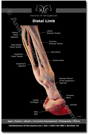 Equine Distal Limb Postcard