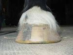 Flared Flat Hoof on a Welsh Cob